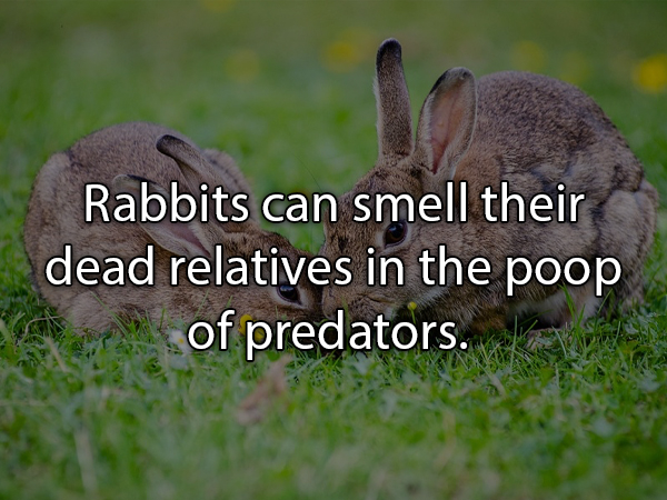 microsoft student partners - Rabbits can smell their dead relatives in the poop of predators.