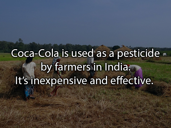 montagem de fotos photoshop - CocaCola is used as a pesticide by farmers in India. It's inexpensive and effective.