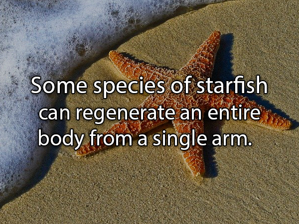 star fish - Some species of starfish can regenerate an entire body from a single arm. bodegenerate of starfish