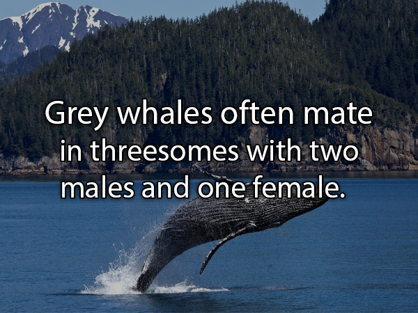 water resources - Grey whales often mate in threesomes with two males and one female.