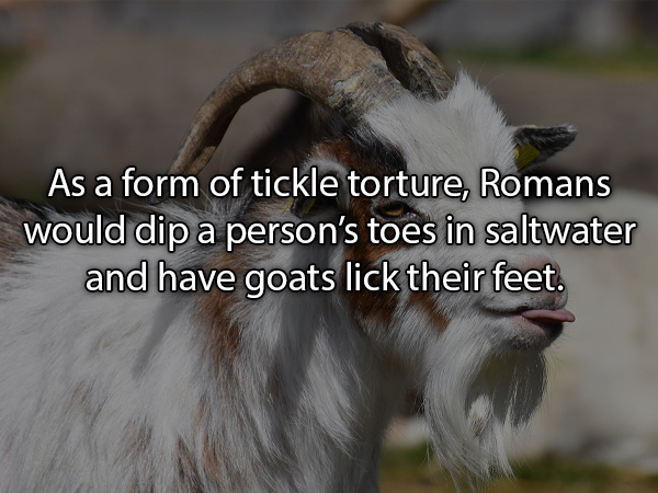 billy goat animal - As a form of tickle torture, Romans would dip a person's toes in saltwater and have goats lick their feet.