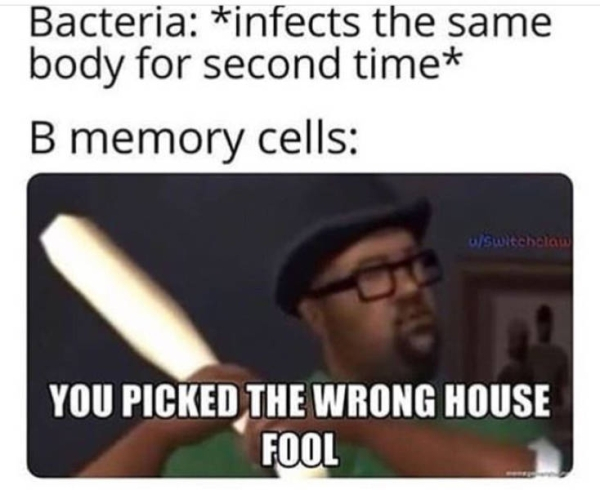 bacteria infects the same body for second time b cells - Bacteria infects the same body for second time B memory cells uswitchclaw You Picked The Wrong House Fool