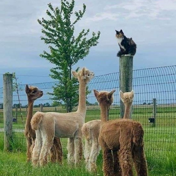 cat and llamas