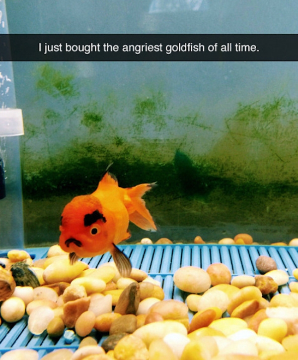 funny goldfish - I just bought the angriest goldfish of all time. Liust bour