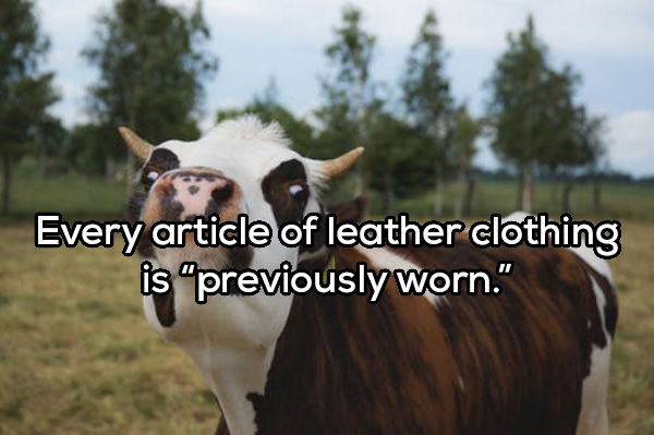 Every article of leather clothing is previously worn."