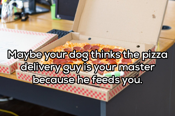 pizza en oficina - Maybe your dog thinks the pizza delivery guy is your master because he feeds you.