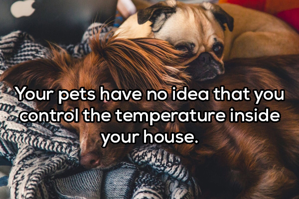 Dog - Your pets have no idea that you control the temperature inside and your house.