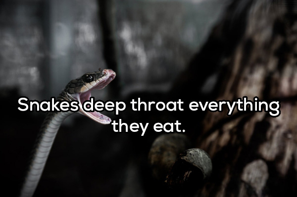 Snakes - Snakes deep throat everything they eat.