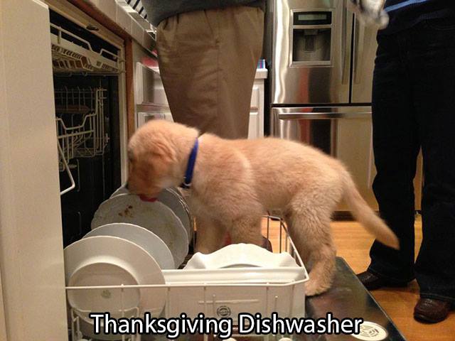 doing dishes golden retriever puppies funny - Thanksgiving Dishwasher