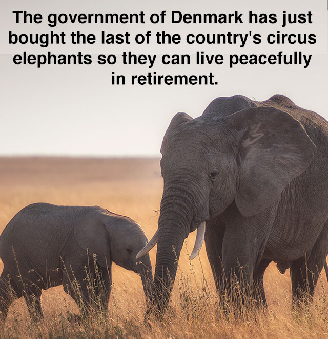 haiku about elephants - The government of Denmark has just bought the last of the country's circus elephants so they can live peacefully in retirement.