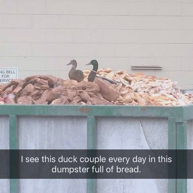 duck bread meme - Ng Bell For Ervic I see this duck couple every day in this dumpster full of bread.