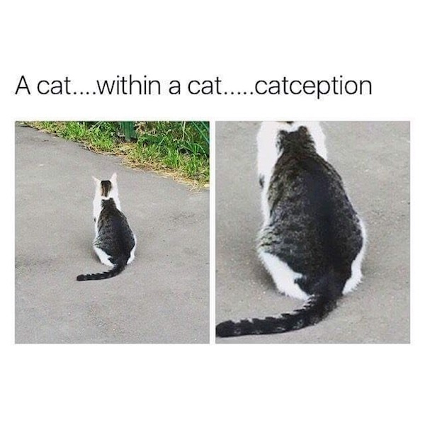 cat within a cat catception - A cat....within a cat.....catception