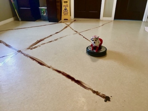 dog roomba