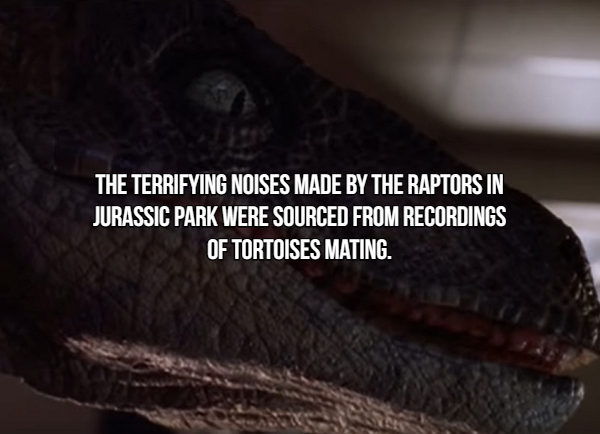 interrupters - The Terrifying Noises Made By The Raptors In Jurassic Park Were Sourced From Recordings Of Tortoises Mating.