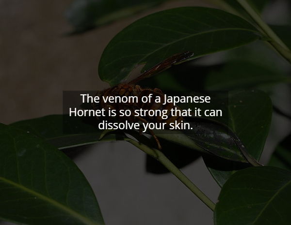 leaf - The venom of a Japanese Hornet is so strong that it can dissolve your skin.