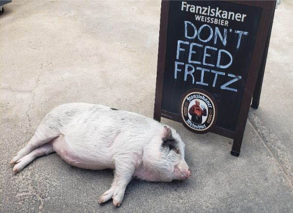 franziskaner weissbier - Franziskaner Weissbier Don'T Feed Fritz