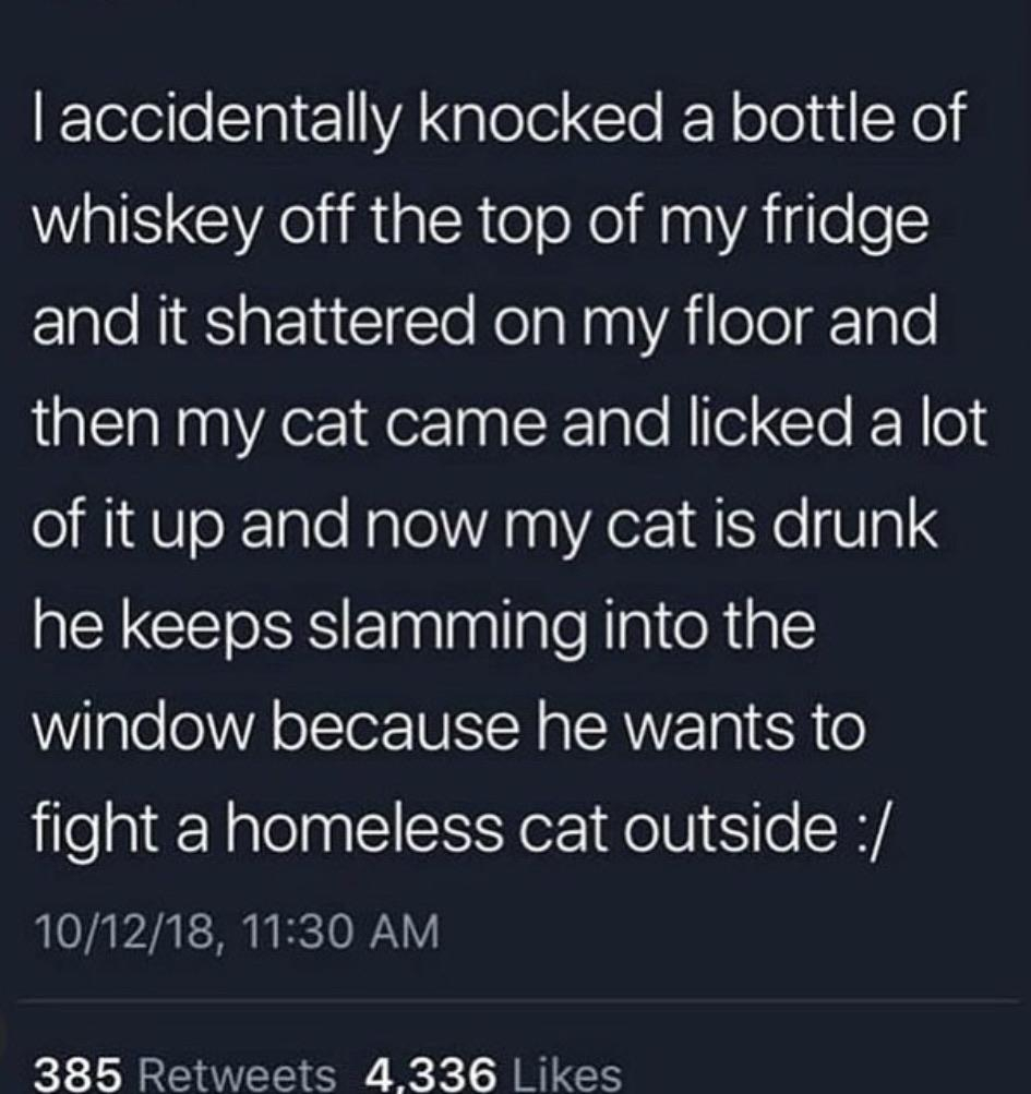 atmosphere - Taccidentally knocked a bottle of whiskey off the top of my fridge and it shattered on my floor and then my cat came and licked a lot of it up and now my cat is drunk he keeps slamming into the window because he wants to fight a homeless cat 