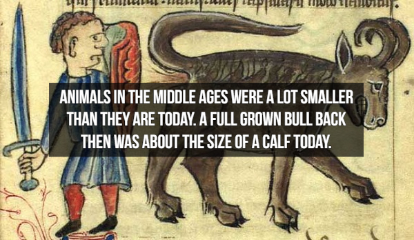 medieval animals - y pensulyapafu mwiliwia Animals In The Middle Ages Were A Lot Smaller Than They Are Today. A Full Grown Bull Back Then Was About The Size Of A Calf Today.