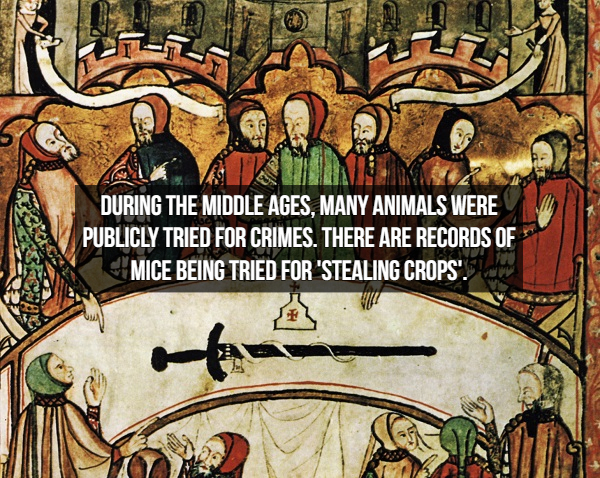 medieval law - During The Middle Ages, Many Animals Were Publicly Tried For Crimes. There Are Records Of Mice Being Tried For 'Stealing Crops'.