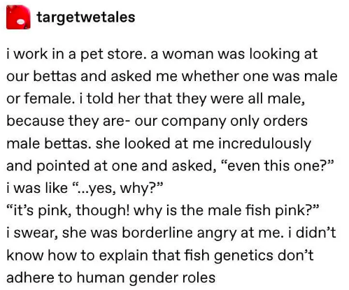 Jeremy Sisto - targetwetales i work in a pet store. a woman was looking at our bettas and asked me whether one was male or female. i told her that they were all male, because they are our company only orders male bettas. she looked at me incredulously and