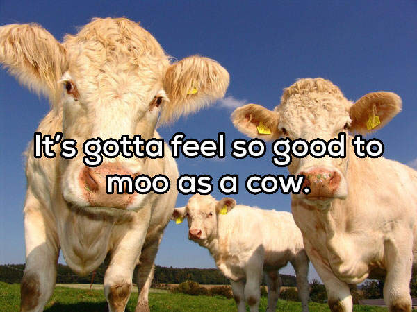 do cows have best friends - It's gotta feel so good to moo as a cow.