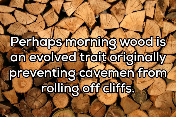wood - Perhaps morning wood is an evolved trait originally preventing cavemen from rolling off cliffs.