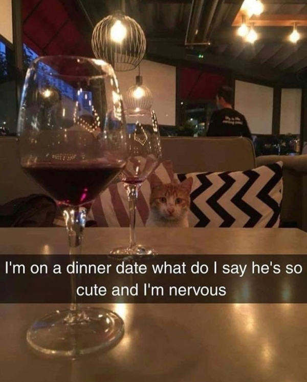 cat date meme - I'm on a dinner date what do I say he's so cute and I'm nervous