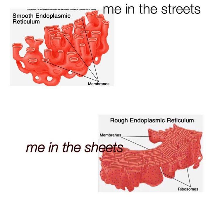 animal cell smooth endoplasmic reticulum - me in the streets Smooth Endoplasmic Reticulum Membranes Rough Endoplasmic Reticulum Membranes me in the sheets Ribosomes