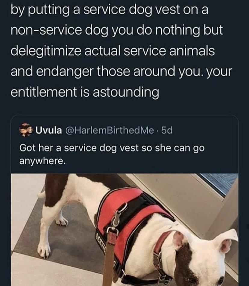 super entitled people - photo caption - by putting a service dog vest on a nonservice dog you do nothing but delegitimize actual service animals and endanger those around you. your entitlement is astounding Uvula BirthedMe.5d Got her a service dog vest so