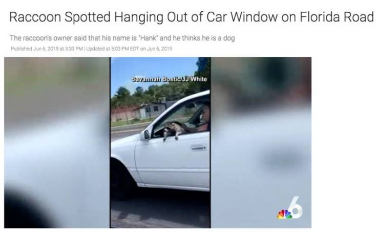 vehicle door - Raccoon Spotted Hanging Out of Car Window on Florida Road The raccoon's owner said that his name is "Hank' and he thinks he is a dog Published 3333 Pm Updated at Edt on Suvannah Bostic White