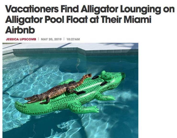 alligator on alligator raft - Vacationers Find Alligator Lounging on Alligator Pool Float at Their Miami Airbnb Jessica Lipscomb |