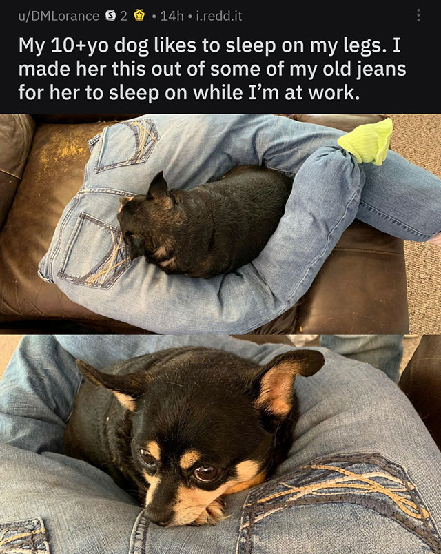 Dog - uDMLorance $ 2 .14h.i.redd.it My 10yo dog to sleep on my legs. I made her this out of some of my old jeans for her to sleep on while I'm at work.