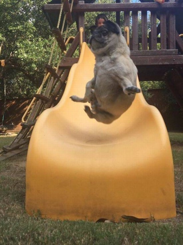 pug on a slide