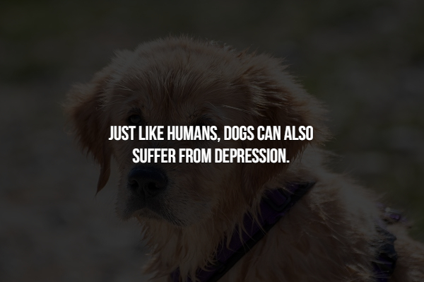 trust is like an eraser - Just Humans, Dogs Can Also Suffer From Depression.
