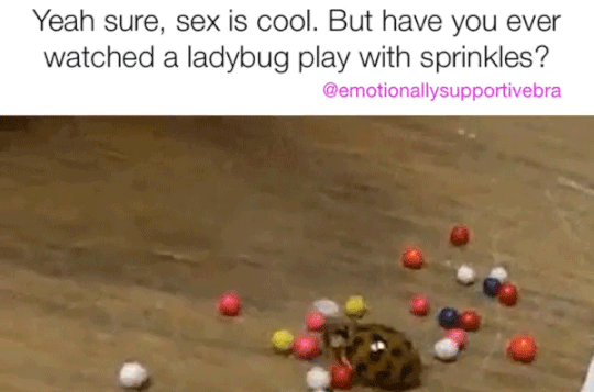 games - Yeah sure, sex is cool. But have you ever watched a ladybug play with sprinkles?