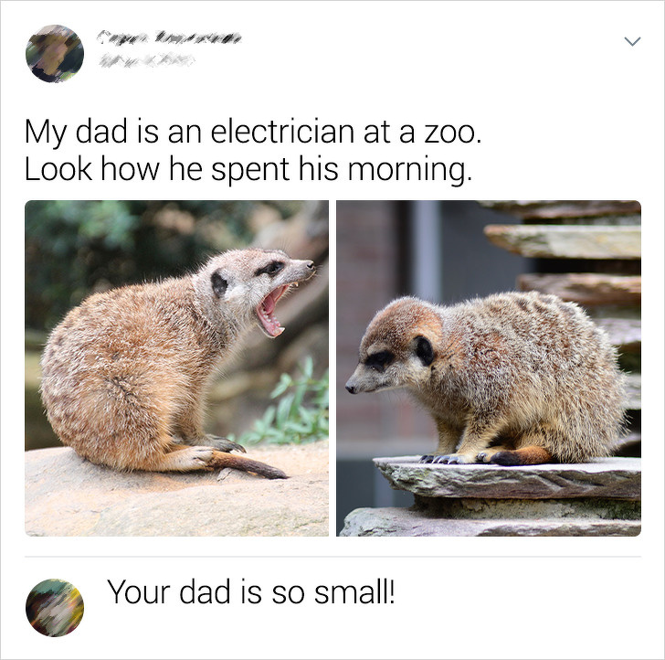 meerkat - My dad is an electrician at a zoo. Look how he spent his morning. Your dad is so small!