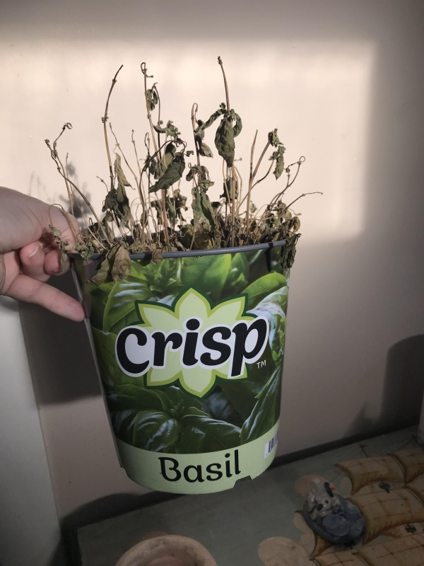 flowerpot - Crisp Basil