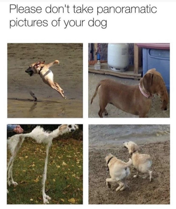 please don t take panoramic pictures of your dog - Please don't take panoramatic pictures of your dog