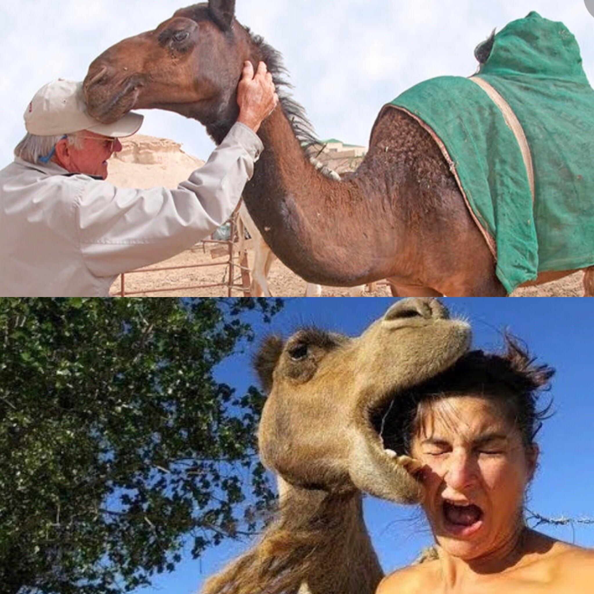 camel meme