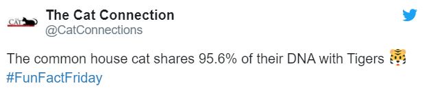 best kanye west tweets - The Cat Connection The common house cat 95.6% of their Dna with Tigers