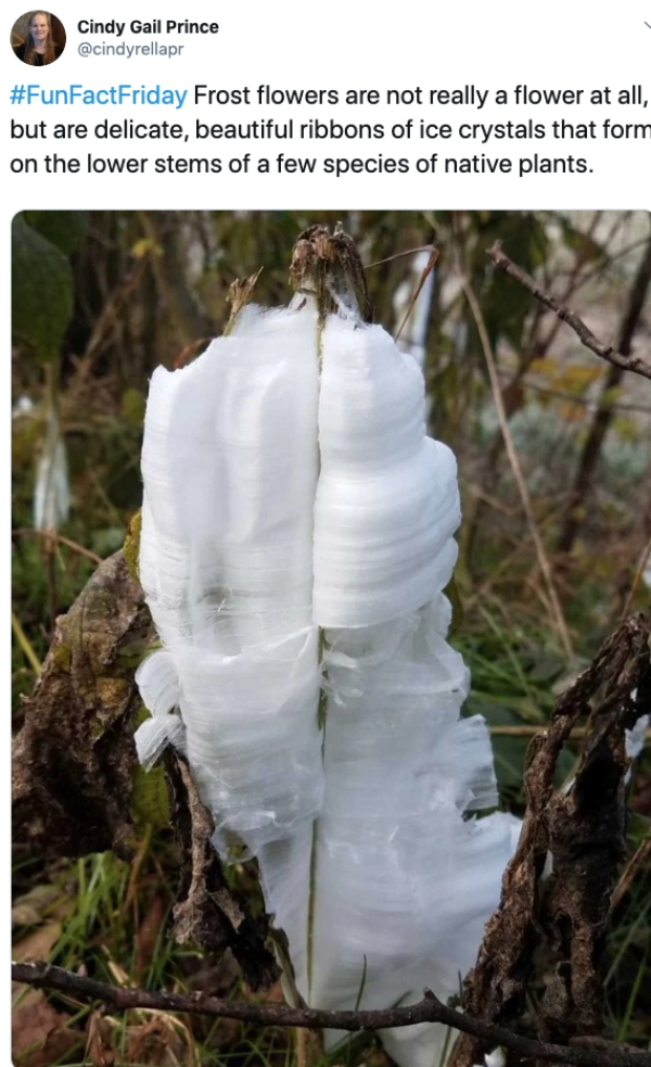 tree - Cindy Gail Prince Frost flowers are not really a flower at all, but are delicate, beautiful ribbons of ice crystals that form on the lower stems of a few species of native plants.