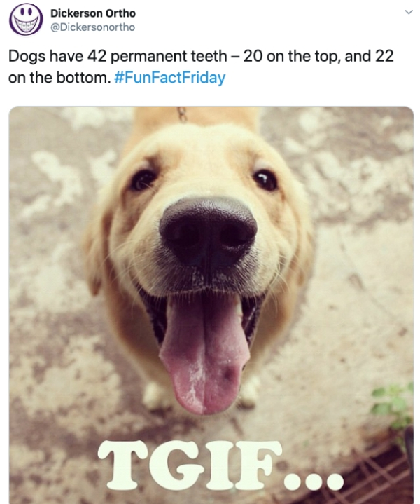 photo caption - Dickerson Ortho Dogs have 42 permanent teeth 20 on the top, and 22 on the bottom. Tgif.