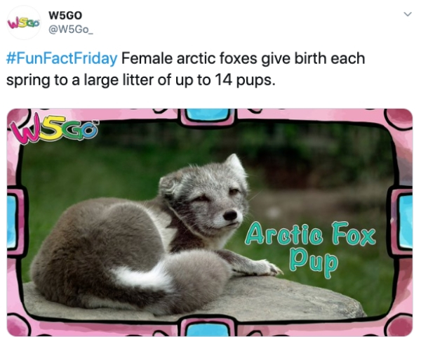 photo caption - Wsco W5G0 Female arctic foxes give birth each spring to a large litter of up to 14 pups. Arctic Fox Pup