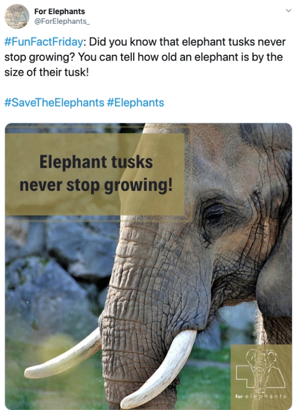 Elephant - For Elephants Did you know that elephant tusks never stop growing? You can tell how old an elephant is by the size of their tusk! Elephant tusks never stop growing! for elephants