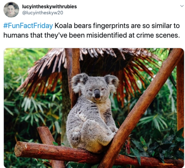 koala photography - lucyintheskywithrubies Koala bears fingerprints are so similar to humans that they've been misidentified at crime scenes.