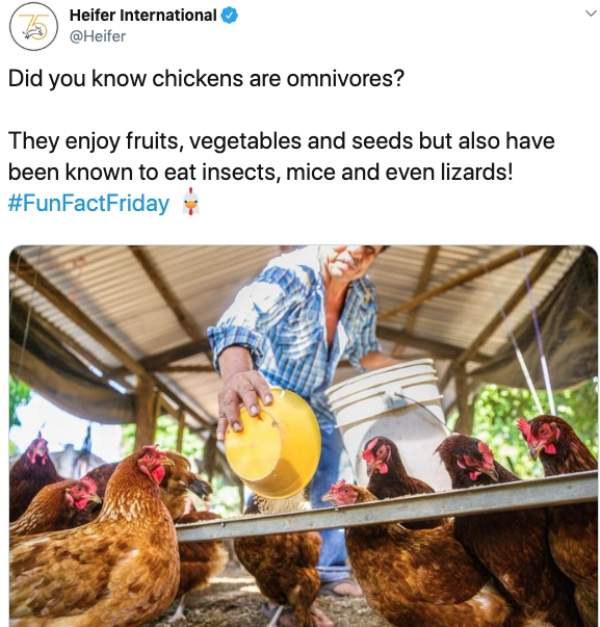 chicken - Heifer International Did you know chickens are omnivores? They enjoy fruits, vegetables and seeds but also have been known to eat insects, mice and even lizards!