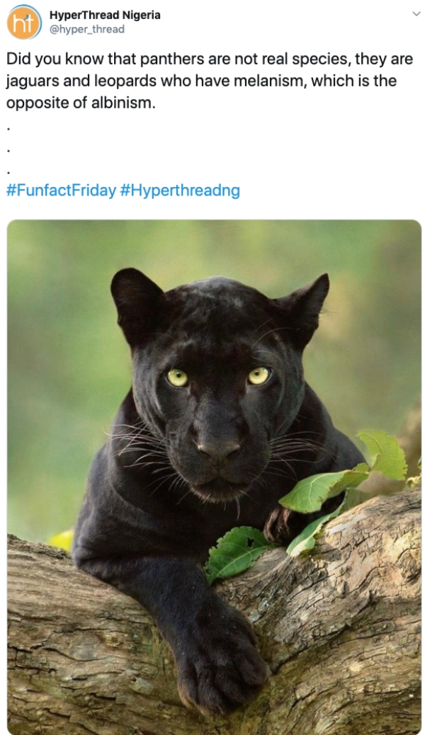 black panthers animal - ht HyperThread Nigeria hyper thread Did you know that panthers are not real species, they are jaguars and leopards who have melanism, which is the opposite of albinism.