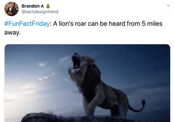 Brandon A A lion's roar can be heard from 5 miles away.