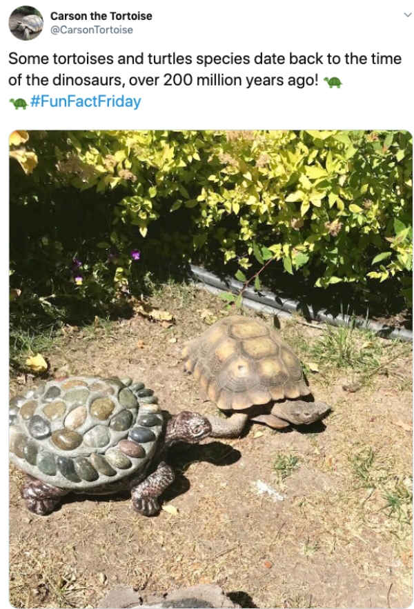 tortoise - Carson the Tortoise Carson Tortoise Some tortoises and turtles species date back to the time of the dinosaurs, over 200 million years ago!