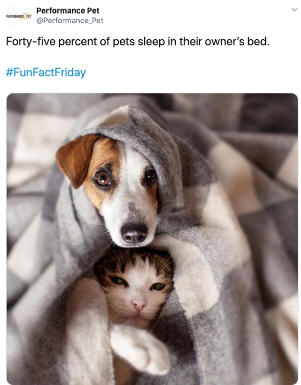 cat and dog images free - Srformance Pet Performance Pet Fortyfive percent of pets sleep in their owner's bed.